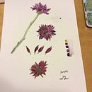 My project in Botanical Illustration with Watercolors course. Un proyecto de Ilustración tradicional, Bellas Artes, Pintura, Dibujo, Pintura a la acuarela e Ilustración botánica de S Carriere - 08.11.2020