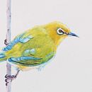 My Final project in Naturalist Bird Illustration . % masayasu yamamoto tarafından hazırlanan Sulubo, a Resim, Geleneksel illüstras, Ve on projesi - 12.07.2020