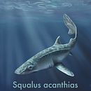 Squalus acanthias. Een project van Traditionele illustratie van Valeria Carnevali - 15.11.2020