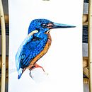 Half-collared Kingfisher. Pintura em aquarela projeto de namrata_my - 14.11.2020