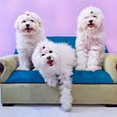 Patitas Eternas . % Liz Sandoval tarafından hazırlanan Fotoğrafçılık, Stüd, o Fotoğrafçılığı, Portre Fotoğrafçılığı, Dijital Fotoğrafçılık, Açık Hava Fotoğrafçılığı, Ve Yaşam Tarzı Fotoğrafçılığı projesi - 11.16.2020