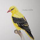 My project in Naturalist Bird Illustration with Watercolors course. Un projet de Dessin réaliste , et Aquarelle de Franziska - 16.11.2020