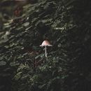 Detalles de la naturaleza. Un proyecto de Fotografía y Fotografía en exteriores de Alvaro Valiente - 17.11.2020