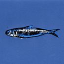 Fishes. Children's Illustration, Fine Arts, and Printing project by Cam - 11.19.2020