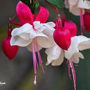 Fotografía Uno . Fotografi proyek oleh Aroldo Pineda - 11.19.2020