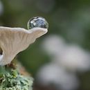 Mi Proyecto del curso: Introducción a la fotografía macro Ein Projekt aus dem Bereich Fotografie von Calamar Cuchara - 20.11.2020