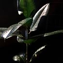 Leuchtblumen. Fotografia, Fotomontagem, e Retoque fotográfico projeto de kokoroko_ - 26.11.2020