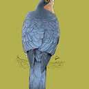Gavilán común (Accipiter nisus). Un progetto di Disegno digitale di Gonzalo Peña - 07.11.2020