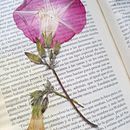 Flores Prensadas. Projekt z dziedziny Design, Fotografia na Instagram, Kreat, wność, DIY i Fotografowanie smartfonem użytkownika Aleksandra Nikiforova - 28.11.2020