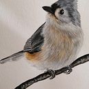 Herrerillo Bicolor. Een project van Traditionele illustratie van Claudia White - 30.11.2020