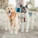 Mi Proyecto del curso: Fotografía lifestyle de perros. Un projet de Photographie, Photographie extérieure , et Photographie pour Instagram de Scarlett Butler - 01.02.2021