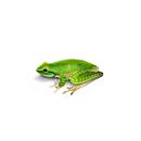 Rana de árbol vientre amarilla. Traditional illustration project by César Camilo Julián Caballero - 12.01.2020