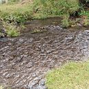 Hola Soy Pilar, de México, me gustaría aprender y ser buena en instagram, para poder sacarle provecho  ya que habito , en esta era de información tecnológica . Penulisan naskah proyek oleh Renata Pilar - 12.02.2020