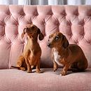 Dachshunds. Un proyecto de Fotografía, Fotografía artística, Fotografía de retrato, Fotografía Lifest y le de Diana Danzo - 11.12.2020