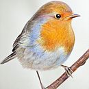 Mi Proyecto del curso: Ilustración naturalista de aves con acuarela. Un projet de Illustration traditionnelle , et Aquarelle de ENRIQUE PARRA - 12.12.2020