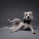 Mi Proyecto del curso: Introducción a la fotografía de perros. Een project van Fotografie voor Instagram van Jose lucena spadavecchia - 12.12.2020