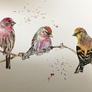 The Canadian Winter Gang. Un proyecto de Pintura a la acuarela de clareholden5 - 12.12.2020