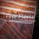 Fotoflores - Benfeitoria. Cinema, Vídeo e TV, Comunicação, Edição de vídeo, Fotografia documental, Realização audiovisual, Stor, e telling projeto de Lucas Godoy - 17.12.2020
