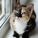 Shelter Cat . Fotografi proyek oleh Olga Shkolna - 12.20.2020