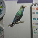 Meu projeto do curso: Ilustração naturalista de aves com aquarela. Pintura em aquarela projeto de Amanda Cherutte - 29.12.2020