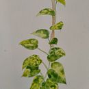My project in Botanical Illustration with Watercolors course. Un progetto di Pittura ad acquerello di Dino Paolo Cortes - 22.12.2020