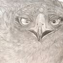 Águila. 2D Animation project by Lau MN - 12.28.2020