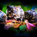 Mi Proyecto del curso: Introducción a la fotografía macro. Een project van Fotografie van Eduardo Castillo - 24.12.2020