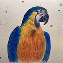My project in Artistic Watercolor Techniques for Illustrating Birds course Ein Projekt aus dem Bereich Aquarellmalerei von Maewee - 25.12.2020