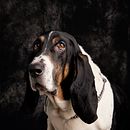 Mi Proyecto del curso: Introducción a la fotografía de perros. Fotografia projeto de Aldo Max Garcia - 26.12.2020