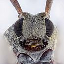 Mi Proyecto del curso: Introducción a la fotografía macro. Un projet de Photographie de studio de Andrés Mejía - 03.01.2021