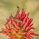 Mi Proyecto del curso: Introducción a la fotografía macro Ein Projekt aus dem Bereich Fotografie von Carles Marzal - 27.12.2020