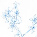 My project in Botanical Watercolor Sketchbook course Ein Projekt aus dem Bereich Sketchbook von zksk - 27.12.2020