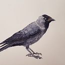 My project in Naturalist Bird Illustration with Watercolors course. Projekt z dziedziny Malowanie akwarelą użytkownika n0n - 31.12.2020