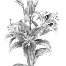 Deathlily. Un projet de Dessin au cra, on et Illustration botanique de Beate Kausch - 16.03.2020