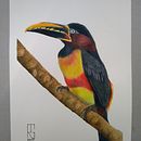 Meu projeto do curso: Técnicas expressivas de aquarela para ilustração de pássaros Ein Projekt aus dem Bereich Aquarellmalerei von Rogéria Gaudencio - 28.12.2020