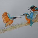 three kingfishers. Un proyecto de Pintura a la acuarela de Marc Barends - 28.12.2020
