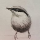 My project in Artistic Watercolor Techniques for Illustrating Birds course . % Terrianne Hughes tarafından hazırlanan Sulubo, Ve a Resim projesi - 12.29.2020