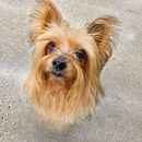 Mi Proyecto del curso: Fotografía lifestyle de perros . Fotografi proyek oleh Darymar Renta-Aymat - 12.31.2020