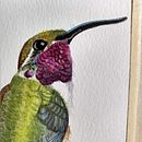 Mi Proyecto del curso: Doricha Eliza, colibrí mexicano. Un projet de Aquarelle de Natalia Cárdenas Rodriguez - 01.01.2021