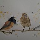 My project in Artistic Watercolor Techniques for Illustrating Birds course. Un proyecto de Pintura a la acuarela de Esther Yu Sumner - 01.01.2021