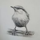 Bird Pencil Drawing with Tones. Pintura em aquarela projeto de Kim Bachar - 02.01.2021