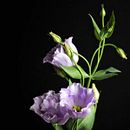 Flores en la oscuridad. Un proyecto de Fotografía y Fotografía artística de Bel Carrillo - 03.01.2021