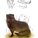 Meloncillo. Un proyecto de Ilustración digital e Ilustración naturalista				 de Veruska Maceiras - 03.01.2021