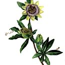 Passion flower - Watercolour practice. Un projet de Aquarelle et Illustration botanique de Beate Kausch - 07.01.2021