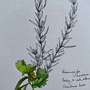 Rosemary for remembrance - illustrating dad’s notes. Ilustração tradicional projeto de Mali Perdeaux - 09.01.2021
