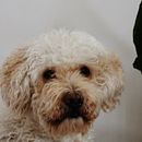 Lola. Un progetto di Fotografia lifest e le di Raúl - 11.01.2021