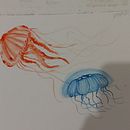 Água Vivas. Un projet de Beaux Arts , et Artisanat de Luiza Alana Aparecida dos Santos - 14.01.2021