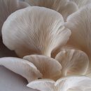 Creación de un Web Profesional sobre hongos Pleurotus (setas), beneficios del consumo, enseñarlos a como cultivarlos en casa.. E-commerce project by HECTOR JULIO GARCIA FLORES - 01.16.2021
