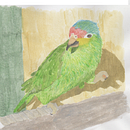 Proyecto final del curso "Ilustración naturalista de aves con acuarela". Un proyecto de Dibujo y Pintura a la acuarela de Ana Margarita Carrillo Hernández - 16.01.2021