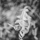 Bosque revelado. Un proyecto de Fotografía analógica de miquelcc - 27.01.2021